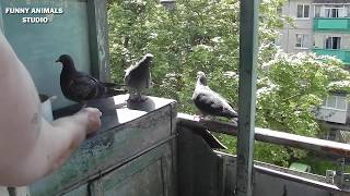 Голуби - Птенцы голубей - Драка отца и сына - Голубиная сага - 32 серия Голуби - Птенцы голубей - Драка отца и сына - Голубиная сага - 32 серия