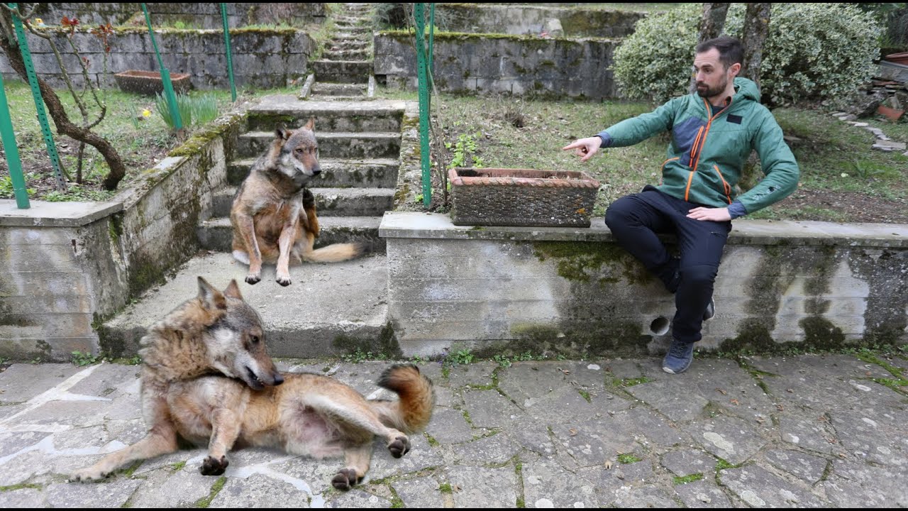 LUPI CONFIDENTI: sono davvero un PROBLEMA?