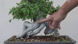ZELKOVA BONSAI IN JULY 2021