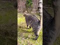 ¡Gordito irresistible! 😍 El gato más tierno que verás hoy