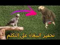 تعليم الببغاء على التلكم | تحفيز الببغاء على التكلم