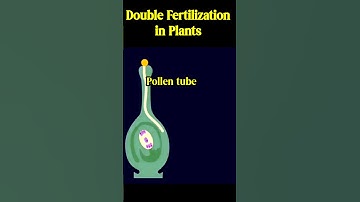How Plants Have Sex (Double Fertilization)