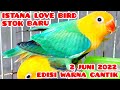 STOK LOVE BIRD TERBARU✓2 JUNI 2024✓ DI ISTANA LOVE BIRD#lovebirdbiola #hargalovebird