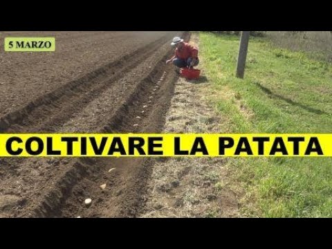 Video: Nematodi delle colture di piselli del sud - Come trattare i piselli del sud con i nematodi del nodo della radice