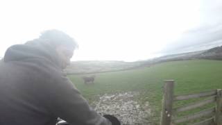 Feeding sheep with snacker