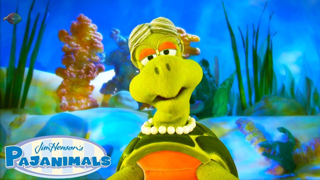 Every Lesson From Pajanimals! | LEARN | Pajanimals