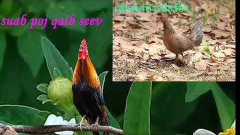 Suab poj qaib seev zoo EP.1