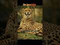Cheetah The SPPED King. #wildlife #animals #ytshorts #hindifacts #amazingfacts #thinkorajournal