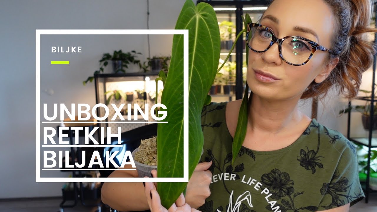 Unboxing (i update) retkih biljaka iz Ekvadora  - Ecuagenera