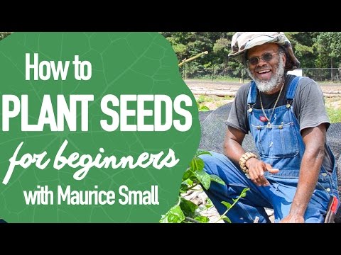 How to Plant Seeds for Beginners