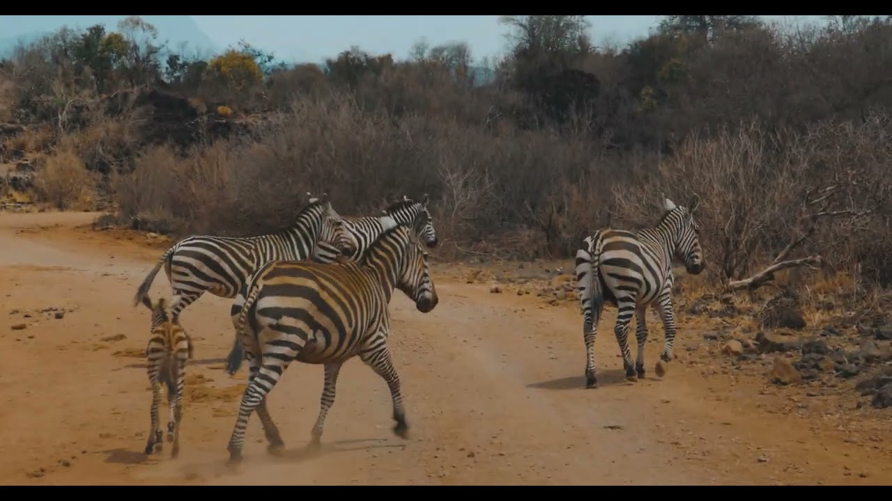 [PointFOOTAGE] Animals - Horses zebra herd on road in Savanna - LS -11025401