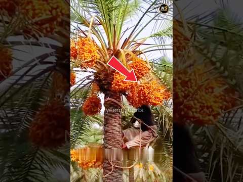 খেজুর কিভাবে গাছ থেকে পেড়ে প্রসেসিং করা হয় #shorts #date