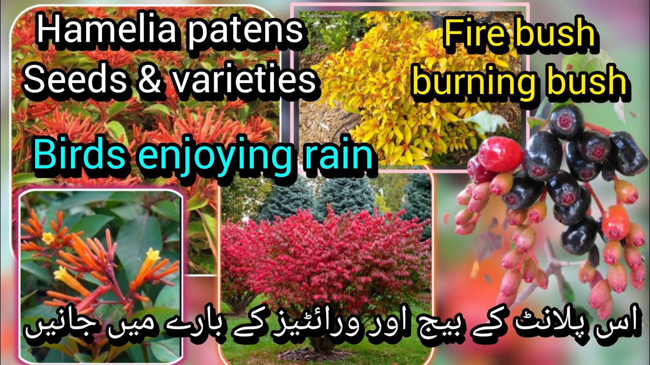 Hamelia patens fire bush burning bush seeds and varieties care propagation//Bloom with SI