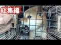 家族全員に噛み付き触れなくなった柴犬の末路（巧くん総集編）