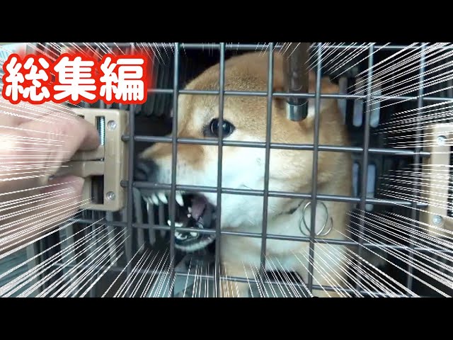 sddefault.jpg?v=66ceec63