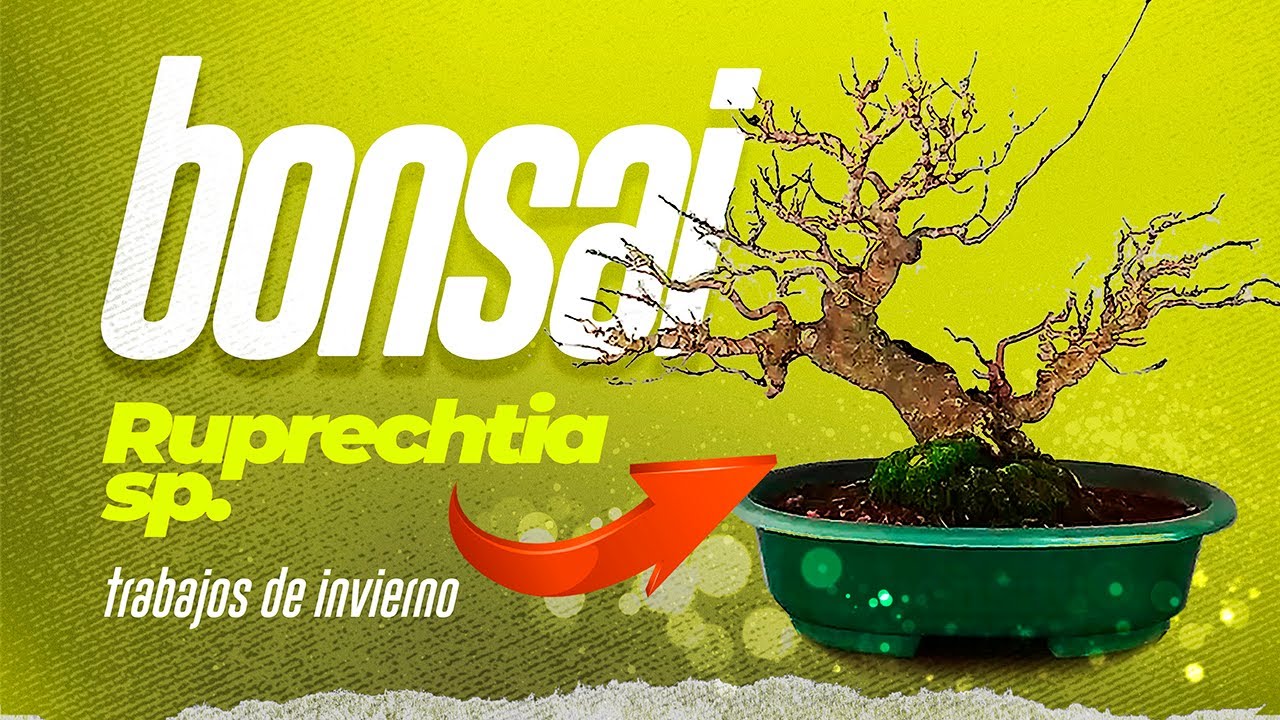 Bonsái de AUTÓCTONAS ARGENTINAS | Bonsái de ruprechtia sp. | trabajos de invierno