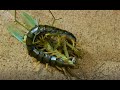 オオカマキリが オオムカデに触れた結果…！　Giant mantis vs giant centipede!