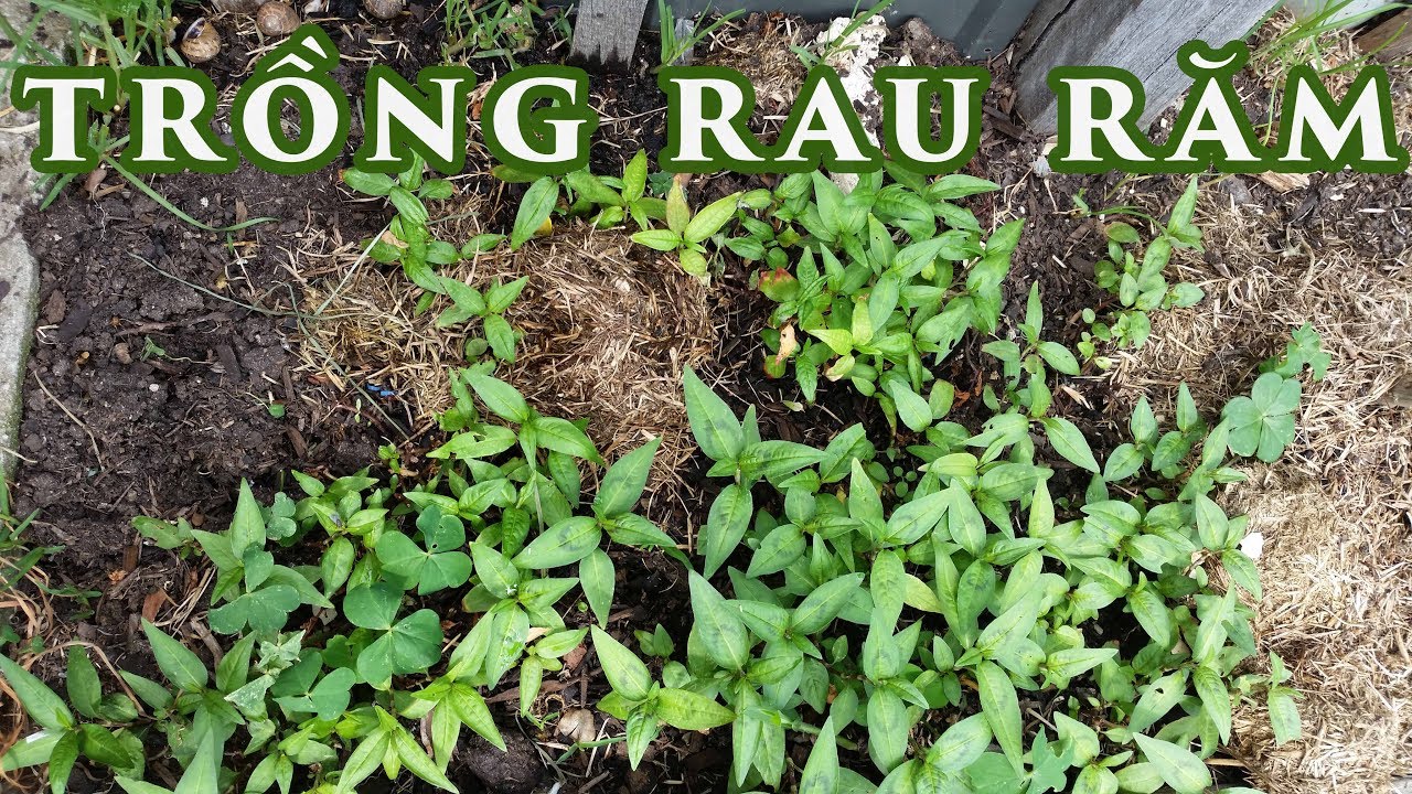 TRỒNG RAU RĂM - toan trinh garden - YouTube