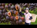 Colhendo Figos Gigantes De Árvores Altas Para Vender No Mercado, Culinária Simples Em Casa