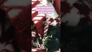 #vetvisit #babykittens #babykitty #kitten #kittenlove #shorts #pets #love #animals #likeandsubscribe