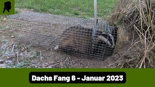 Dachs Fang in Betonrohrfalle//Fallenjagd 2023//TrapperInfo