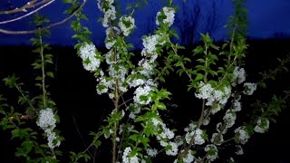 ЗАСЫПАЮ ПРЯМО у СЕБЯ в САДУ под АПРЕЛЬСКОЕ ПЕНИЕ ПТИЦ в ЛЕСУ...🌳🐦‍⬛️🌛