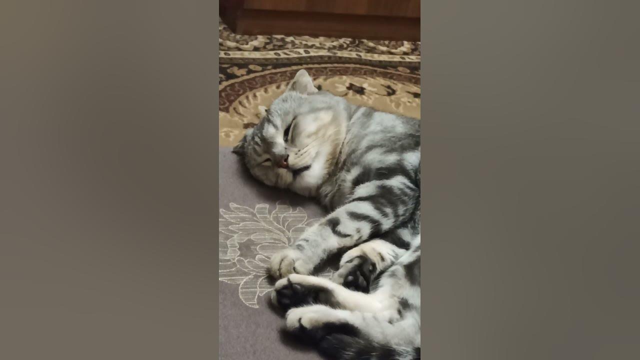 Кот-сирот🥺🐱#кот#ржака#Майк Тайсон#рекомендации#смешно#сирота#популярные ...
