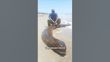 Giant Italian Catfish: Record-Breaking River Monster!