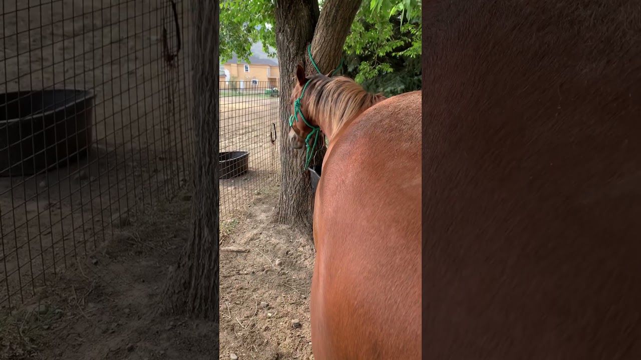 He wants to be with the older boys at feed time 