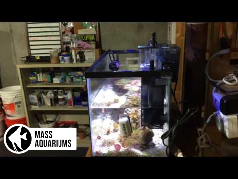 How To Install a Fluval Mini Protein Skimmer: 10 Gallon Reef Tank