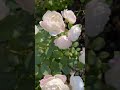 Роза Дездемона - одна из самых неприхотливых и обильноцветущих роз Д.Остина.