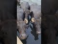 Buffalo farming, Buffalo talaab, Buffalo cartoon, bhains wala cartoon, #animals #buffalo #cows