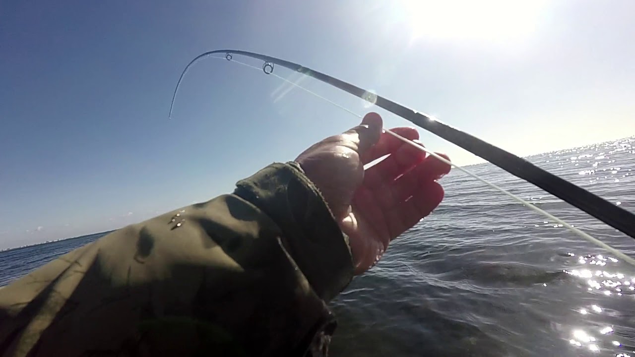 Ny havørred pr fra Omø 2018, 5kg