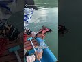 Seorang Nelayan Selamatkan Monyet yang Terdampar di Laut #shorts