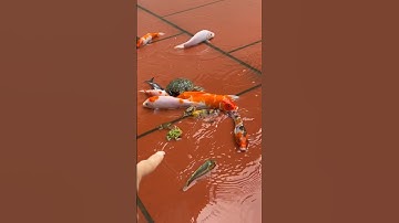 Bắt con cá cảnh ở sân cá dễ thương cá koi cá beta các loại cá nước ngọt