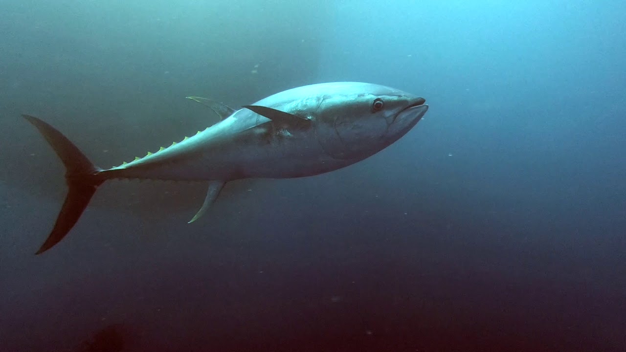 Dolphins and Tunas in Athens Greece YouTube