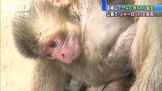 名前は「シャーロット」 ・・・　高崎山の赤ちゃんザル(15/05/06)
