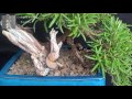 Rosemary Bonsai - Separation of dead wood from the living vein