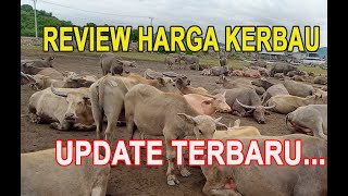 DISINI TERNAK MURAH-MURAH | UPDATE HARGA KERBAU TERBARU asli MURAH MERIAH |  Fitrajaya