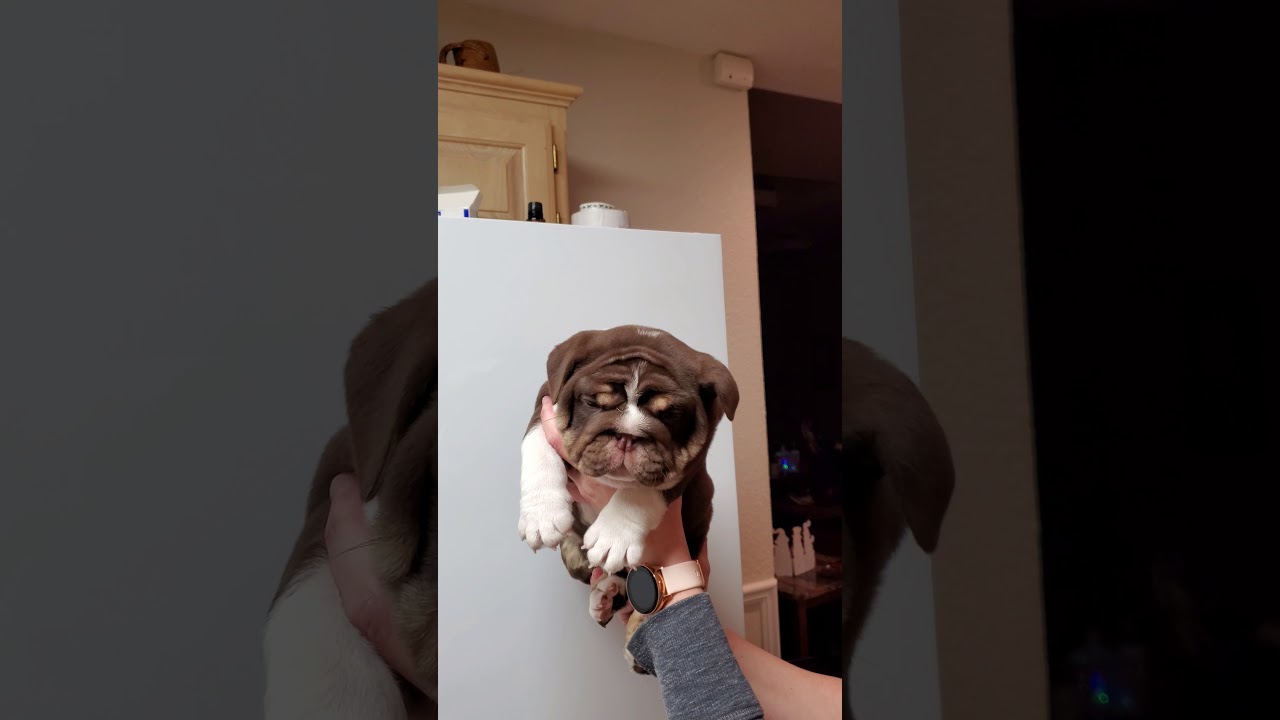 Chocolate Trindle English Bulldog