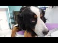 Bernese mountain dog grooming and deshedding