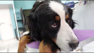 Bernese Mountain Dog Grooming and Deshedding