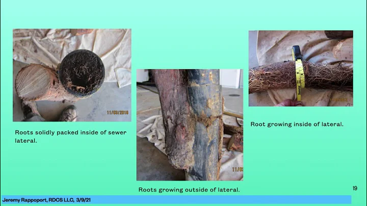 Is Your Tree Safe?