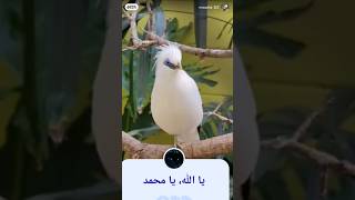 يا الله، يا محميا الله، يا محمد #cognitiveexploration #science #satisfying