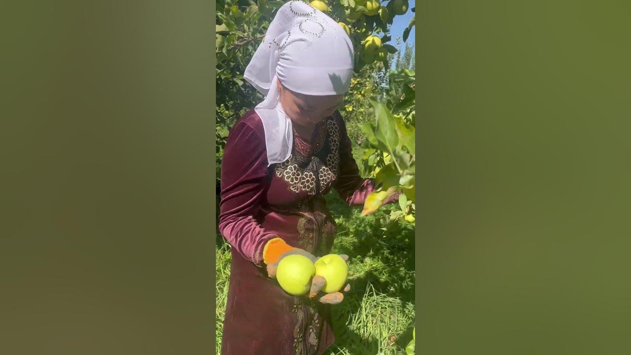 Алматының алмасы🍏 #алма #ауылөмірі #апорт - YouTube