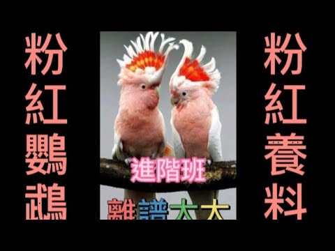 粉紅鸚鵡玻璃心  鸚鵡訓練進階班
