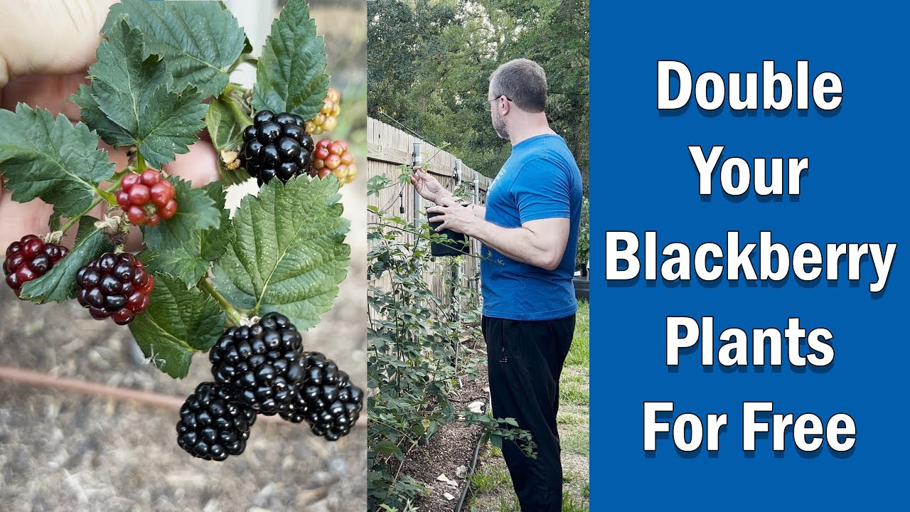 How to Double Your Blackberry Plants Free YouTube