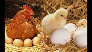 Prirodno Izvođenje Pilića - Najbolja Kvočka Je Ćurka