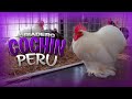 Visitamos el CRIADERO de Gallos COCHIN BANTAM de Benito Amasifuén | COCHIN CARACTERISTICAS 🐓🐔