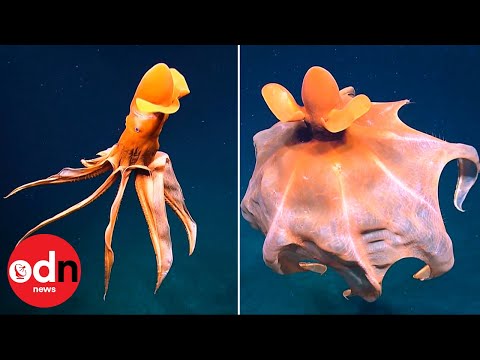 Video: Octopus stol, usædvanlig og dristig